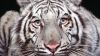 White Tiger HD Wallpaper