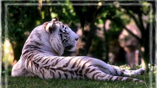 White Tiger resting HD Wallpaper