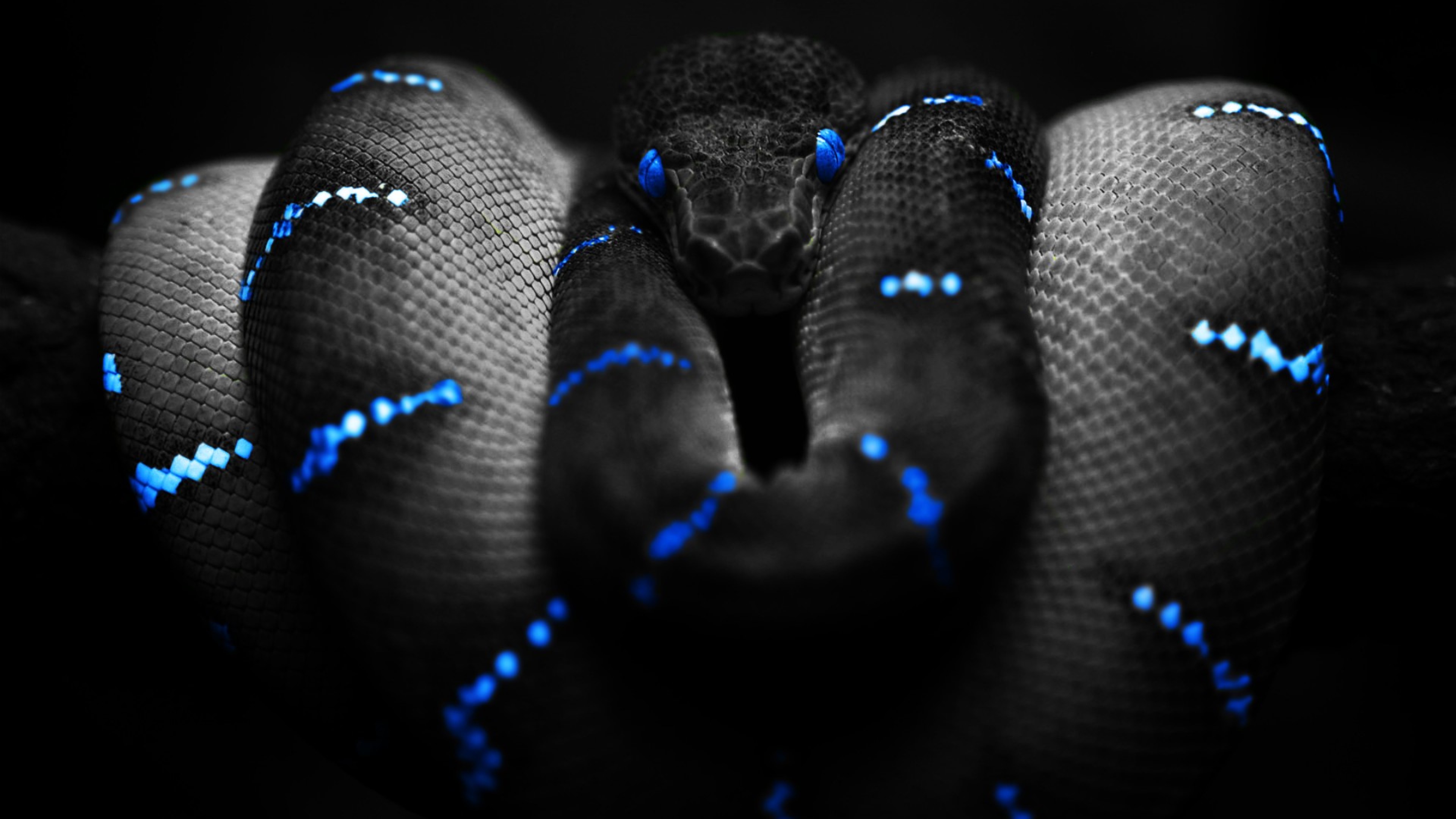 Тапочки Razer Snake Snake