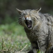 Wild cat yawning HD Wallpaper