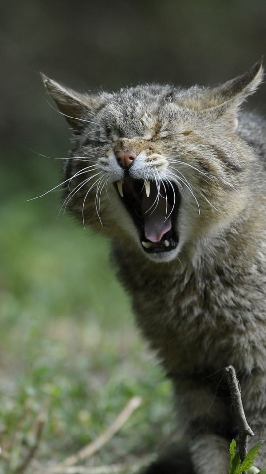 Wild cat yawning HD Wallpaper