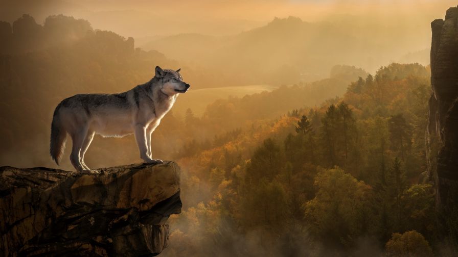 Wolf at the edge of a cliff HD Wallpaper