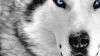 Wolf Close Up Face HD Wallpaper