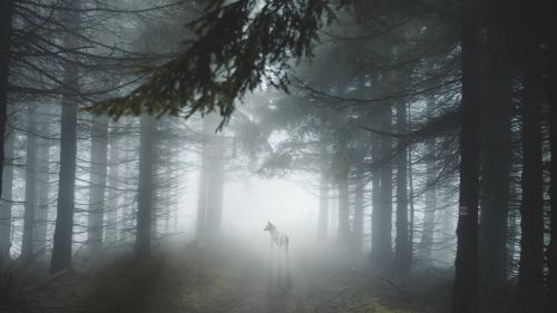 Wolf staring on a foggy forest HD Wallpaper