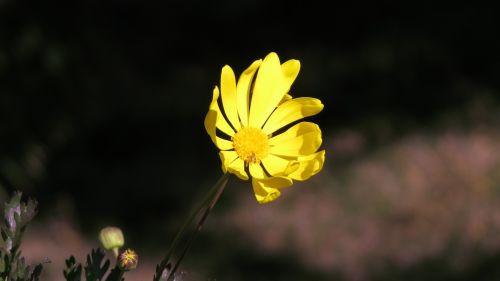 Yellow flower close-up HD Wallpaper