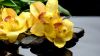 Yellow orchids HD Wallpaper